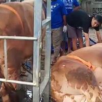 inovasi-warga-klaten-buat-alat-agar-sapi-tidak-terlalu-stres-saat-disembelih