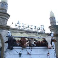 al-azhar-memorial-garden-sembelih-10-sapi-dan-144-domba-kurban-dibagikan-ke-warga
