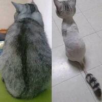 terungkap-kenapa-kucing-zaman-now--emoh--berburu-tikus-analisa-dari-ahlinya-ahli