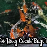 20-jenis-ikan-koi-yang-cocok-di-pelihara-di-kolam-halaman-rumah-cantik-enak-di-lihat