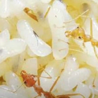 makanan-burung-prenjak