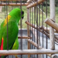 harga-burung-serindit