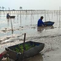 brgm-pacu-rehabilitasi-mangrove-di-masyarakat-secara-padat-karya