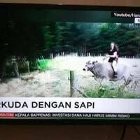 bisakah-manusia-menunggangi-rusa