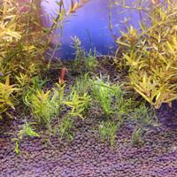 aquascape-for-everyone-learning-and-sharing---part-4