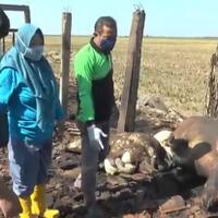 menyedihkan-kandang-terbakar-hebat-5-kerbau-mati-terpanggang-di-jepara