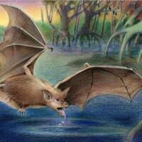 fosil-kelelawar-vampir-raksasa-ditemukan-di-argentina