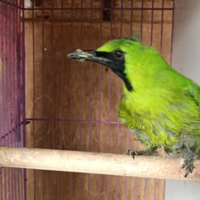 makanan-burung-cucak-ijo