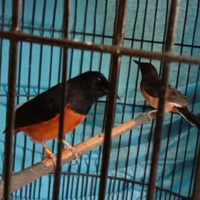 cara-mudah-mengenali-burung-murai-batu-bahorok-asli