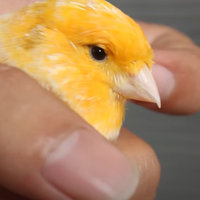 mengenali-ciri-ciri-kenari-jantan-dengan-mudah-dan-akurat