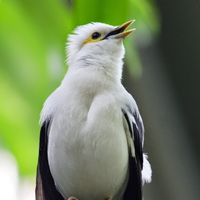 cara-merawat-burung-jalak-putih