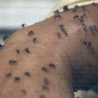 apa-jadinya-jika-agan-digigit-satu-juta-nyamuk