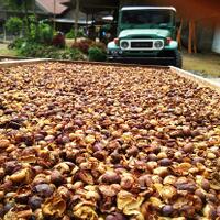 menanti-tetes-hujan-di-masa-panen-kopi-pungkasan-petani-blitar-lereng-kawi