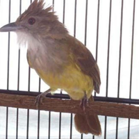 harga-burung-cucak-jenggot