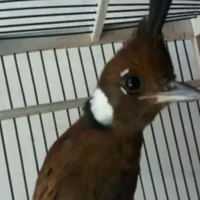 harga-burung-cililin