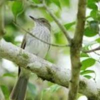 harga-burung-siri-siri