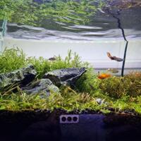 aquascape-for-everyone-learning-and-sharing---part-4