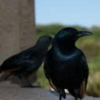 mitos-memelihara-burung-cucak-keling