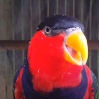 10-jenis-makanan-burung-nuri-berbahaya