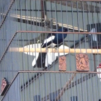 ciri-ciri-burung-kacer-prospek-untuk-lomba