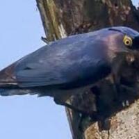 harga-burung-rambatan