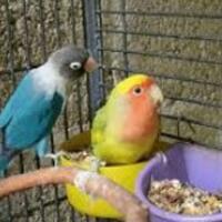 cara-memaster-lovebird-agar-ngekek-panjang