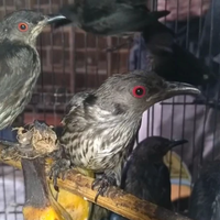 cara-mengetahui-perbedaan-cucak-keling-jantan-dan-betina