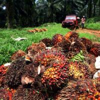 kinerja-tetap-solid-saat-pandemi-industri-kelapa-sawit-topang-perekonomian