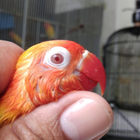 harga-lovebird-lutino-mata-merah
