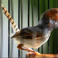 harga-burung-prenjak