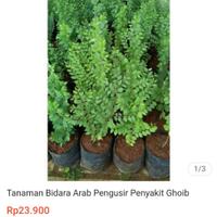 cocrekomendasi-perlombaan-17-agustus-dirumah-aja