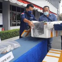 lanal-palembang-gagalkan-penyelundupan-benur-ke-singapura-senilai-rp8-miliar