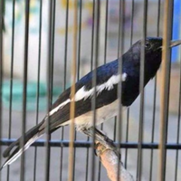 ciri-ciri-kacer-emosi-tinggi-birahi-rendah