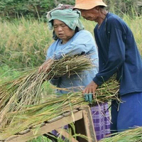 harga-gabah-kering-di-majalengka-rp450-ribu-per-kwintal-lebih-tinggi-dari-sebelumnya