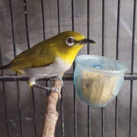 mengenal-kelebihan-pleci-buxtoni-harga-gambar-suara