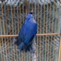 harga-burung-rambatan