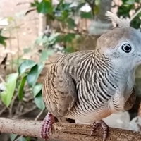 cara-memilih-perkutut-katuranggan-di-ombyokan