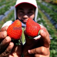 menteri-airlangga-sebut-hortikultura-bisa-tingkatkan-kesejahteraan-petani