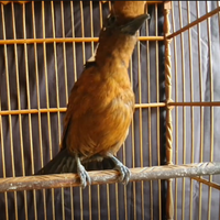 cara-merawat-burung-cililin-biar-gacor