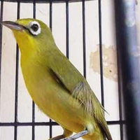 mengenal-ciri-pleci-lombok-jantan-dan-betina