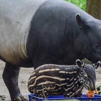 fenomena-langka-tapir-bermunculan-di-jalan-warga-di-agam-sumbar-resah