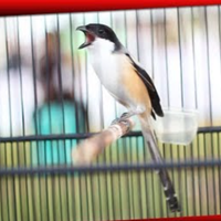 3-jenis-burung-pentet-atau-cendet-yang-bagus-untuk-kontes