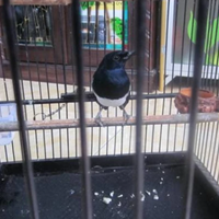 cara-merawat-kacer-macet-bunyi