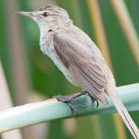 mengenal-jenis-burung-kerak-basi-pakan-harga-suara