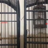 mengenal-jenis-cucak-jenggot-beserta-harga-dan-suara