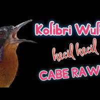 kicauan-kolibri-wulung-bagus-nih-buat-masteran-kecil-kecil-cabe-rawit