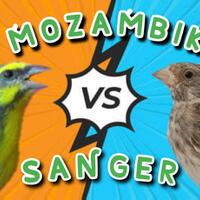 burung-mozambik-vs-burung-engasr-kicauannya-pas-banget-buat-masteran