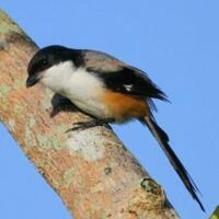 ciri-ciri-cendet-madura-jantan-dan-betina-serta-harganya