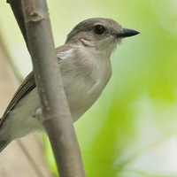 harga-burung-sikatan-londo