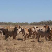 proyek-penggemukan-sapi-rp-158-miliar-hanya-menghasilkan-400-sapi-kurus